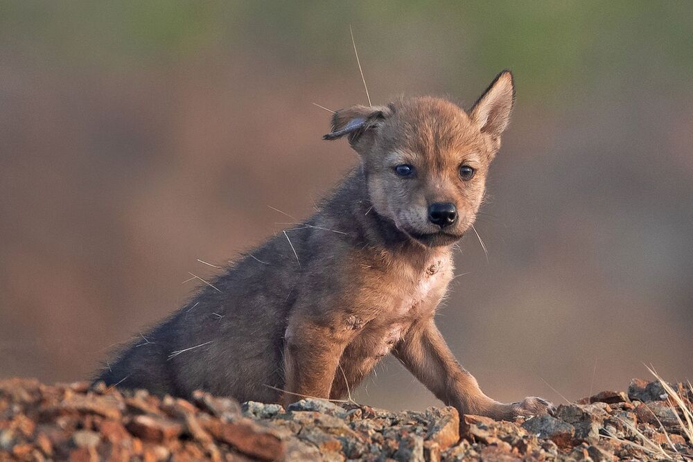 Indian wolf pup (2)