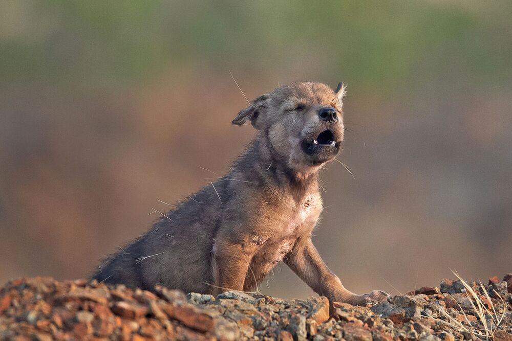 Indian wolf pup (3)