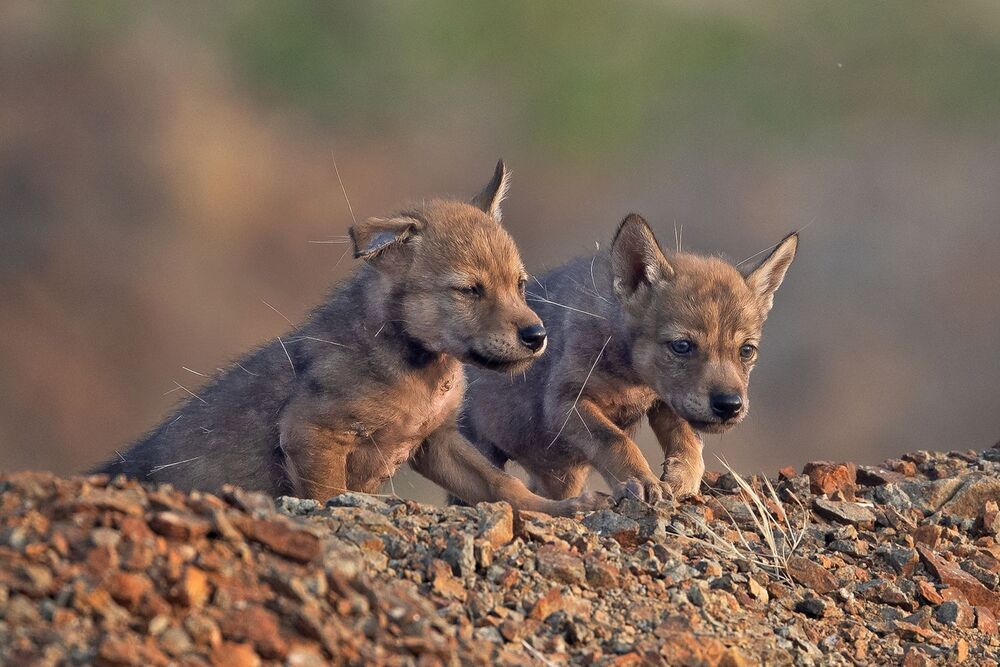 Indian wolf pup (4)