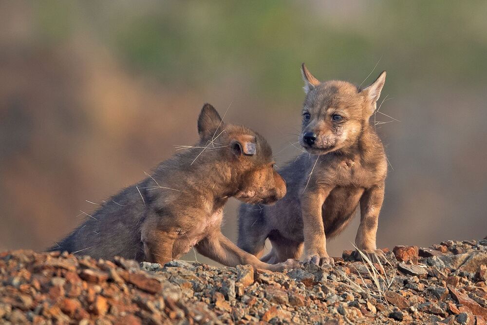 Indian wolf pup (5)