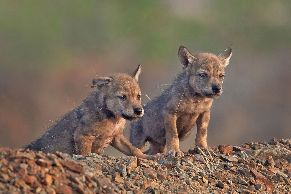 Indian wolf pup (6)