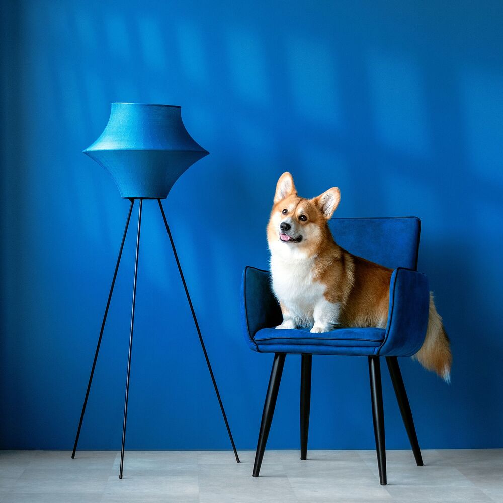 Beautiful girl with corgi (2)