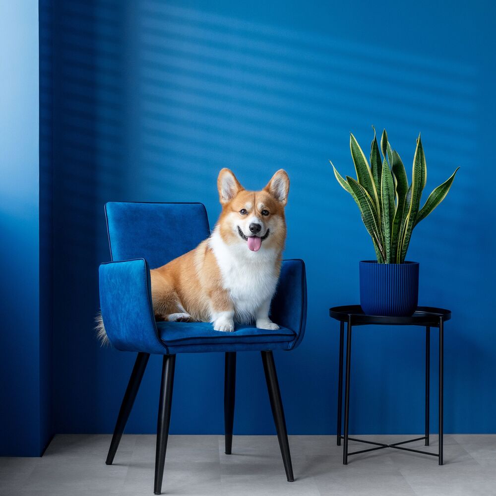 Beautiful girl with corgi (7)