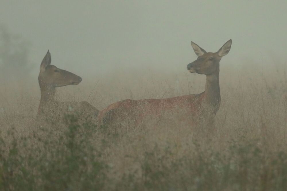 Photo #6485403 (2)