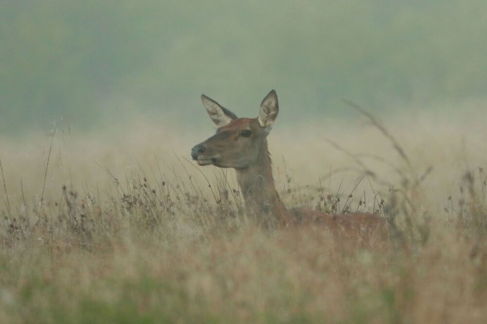 Photo #6485403 (3)