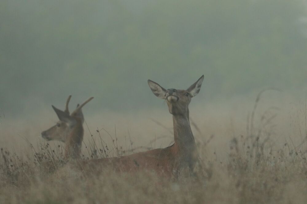 Photo #6485403 (4)