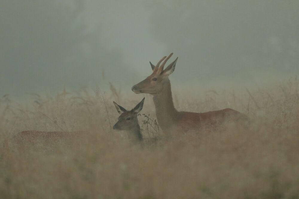 Photo #6485403 (5)