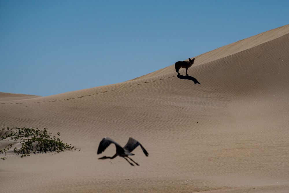 Dune and Sea (5)