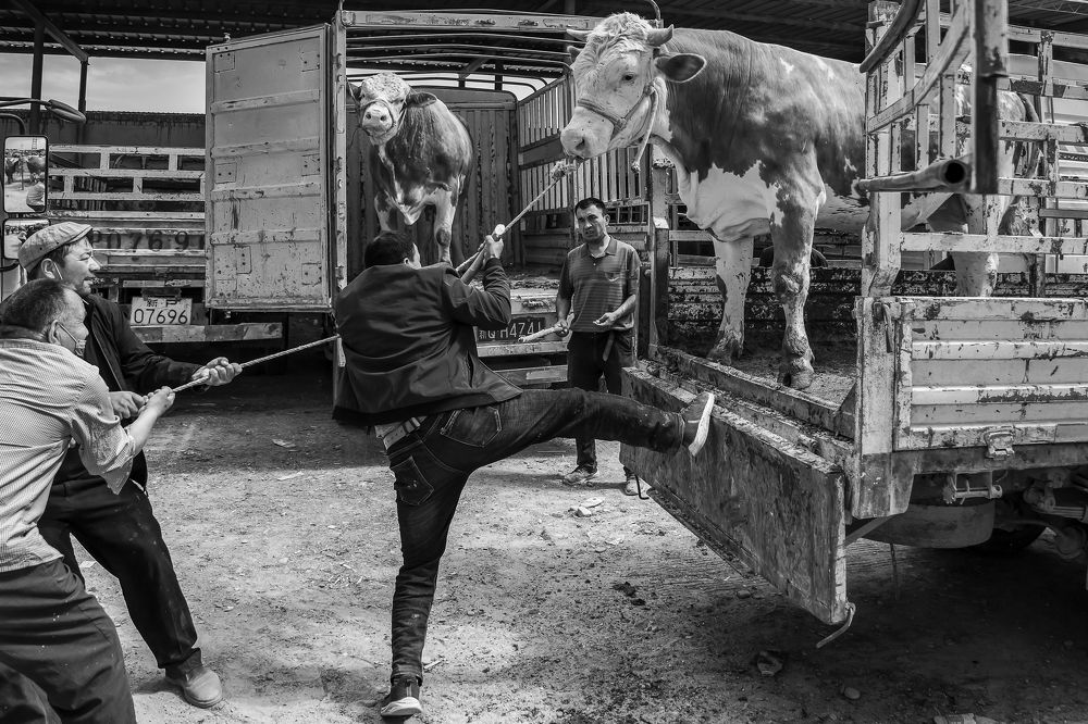 Cattle and sheep bazaar (3)