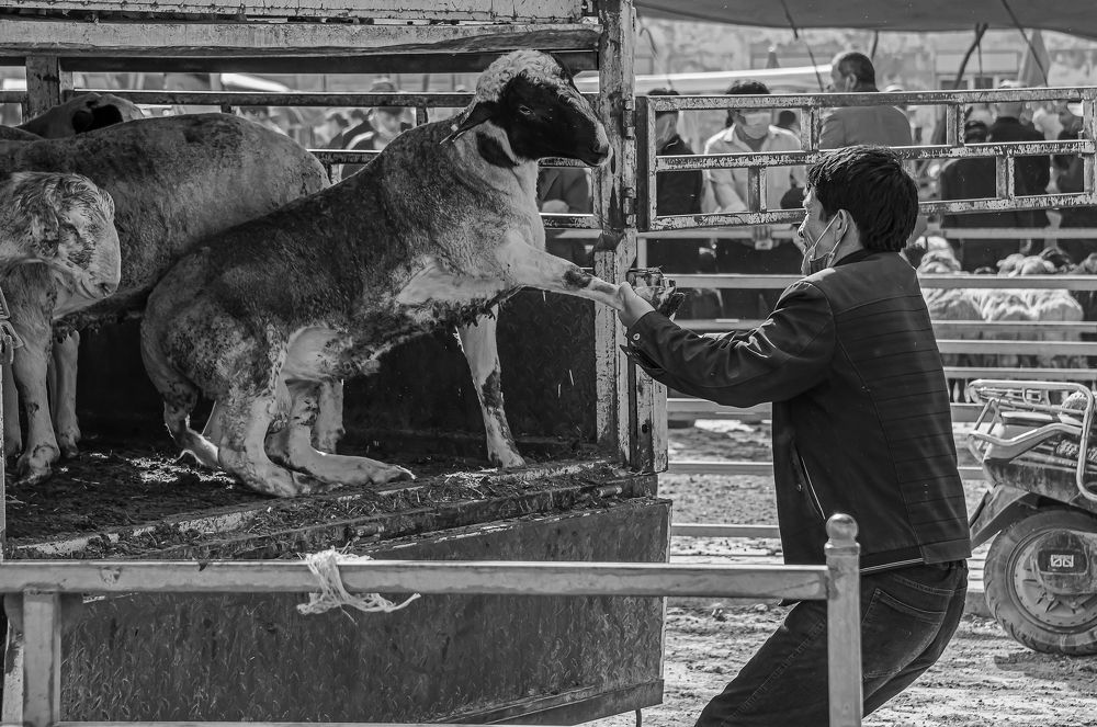 Cattle and sheep bazaar (4)