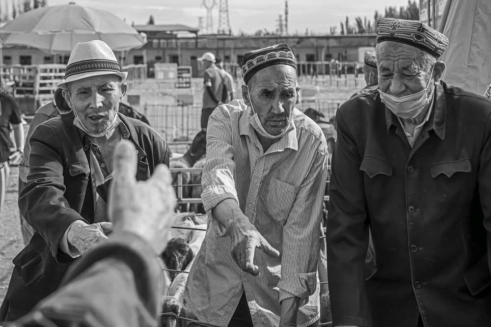 Cattle and sheep bazaar (5)