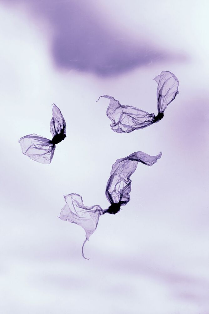 Cellophane fantasy (3)