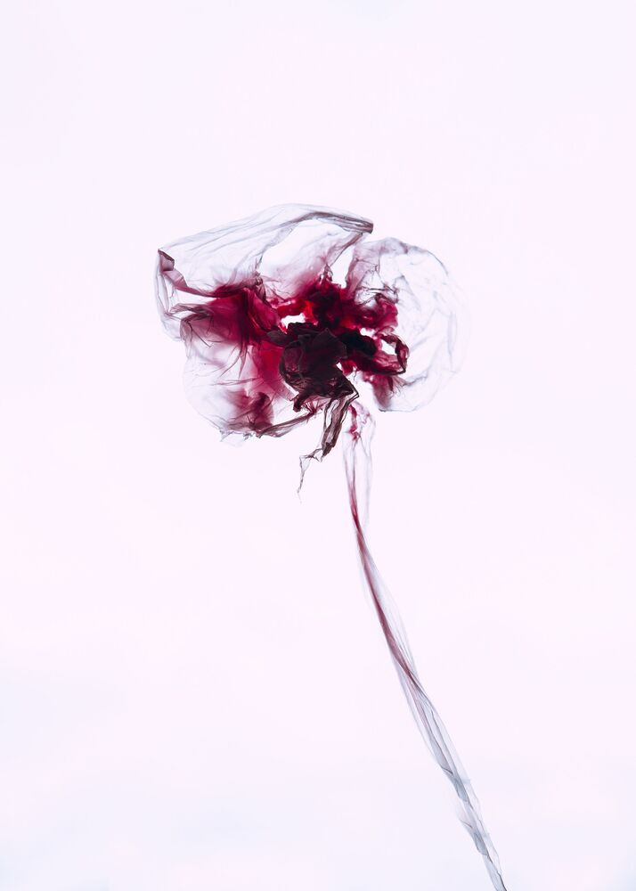 Cellophane fantasy (4)