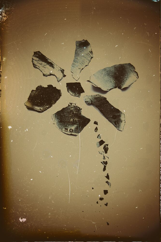Flowers from the ashes (5)
