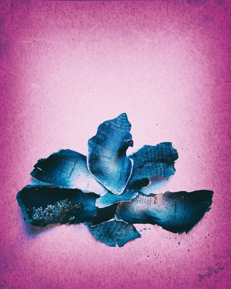 Flowers from the ashes (10)
