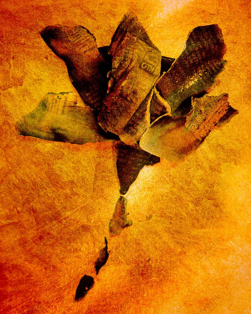 Flowers from the ashes (11)