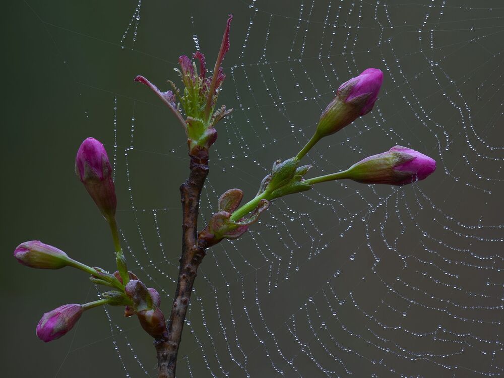 Emotional dewdrops (2)