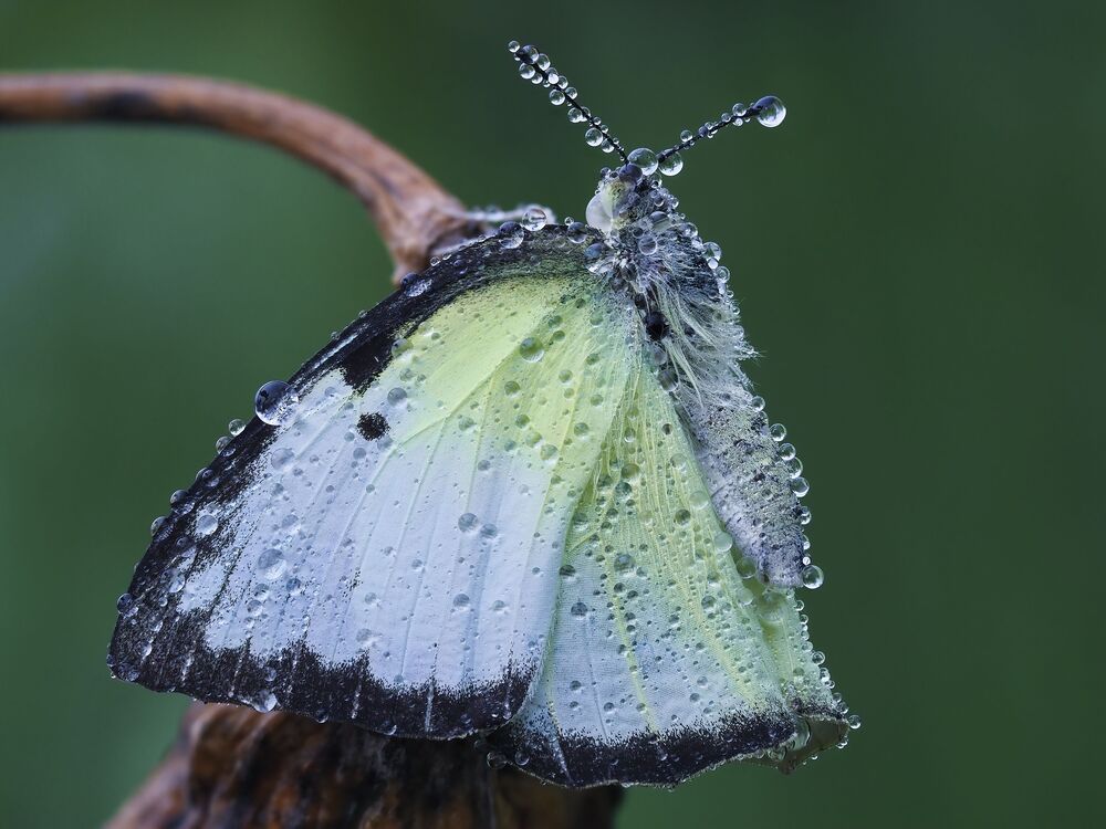 Emotional dewdrops (4)