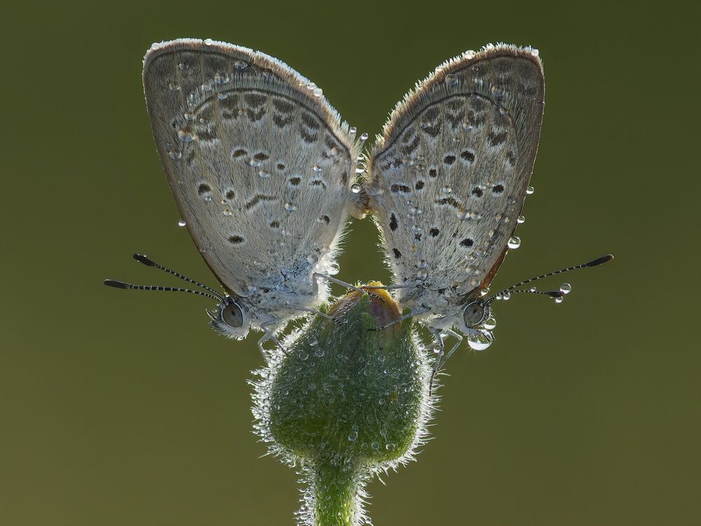 Emotional dewdrops (6)