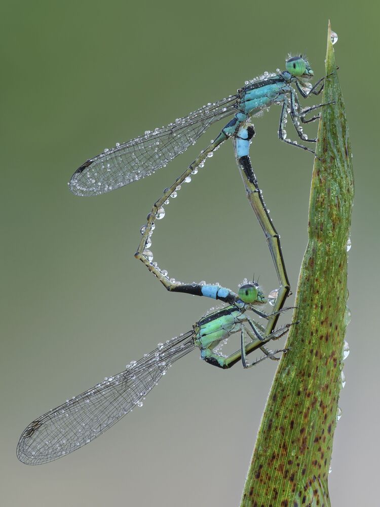 Emotional dewdrops (7)