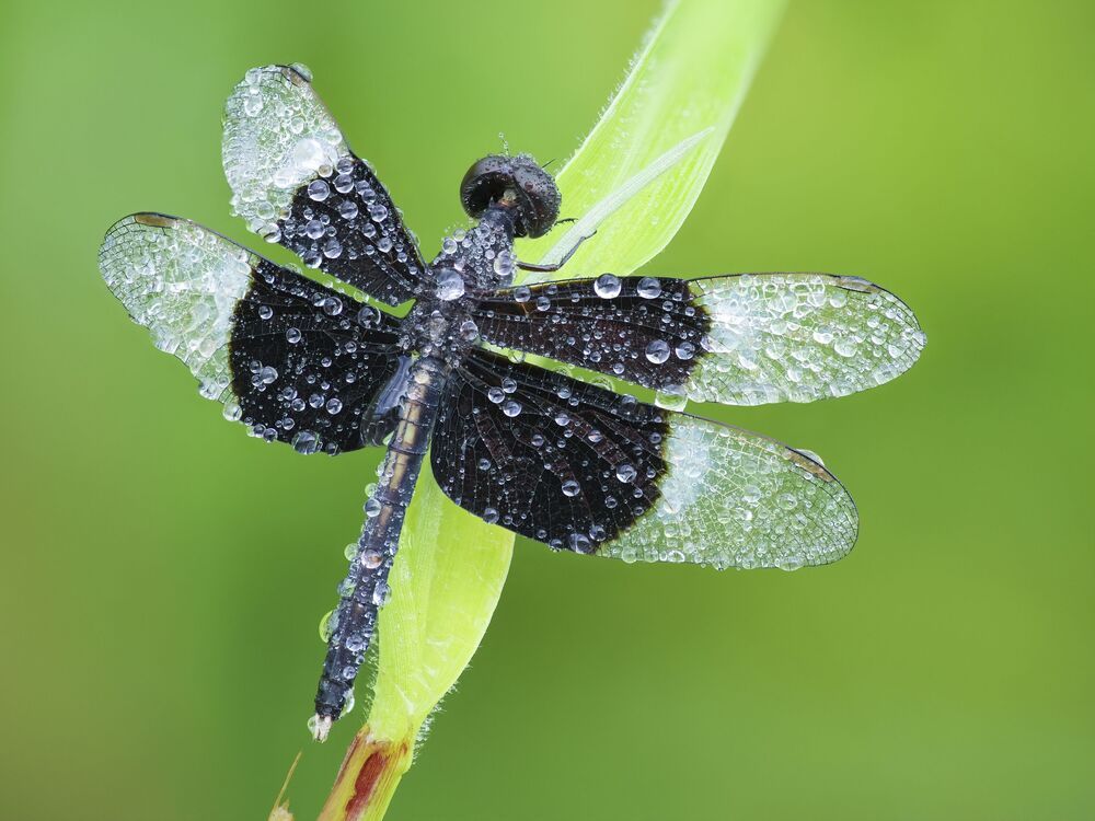Emotional dewdrops (9)