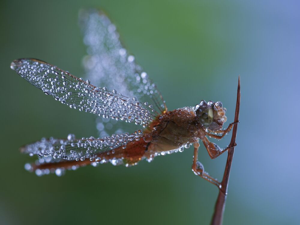Emotional dewdrops (10)