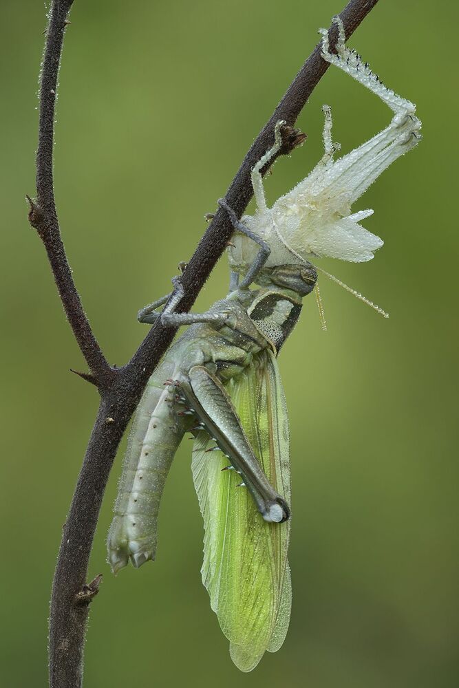 Emotional dewdrops (11)