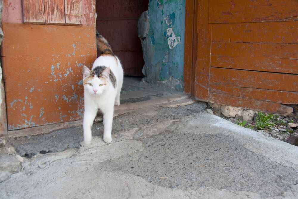 Photo #7191449 (4)
