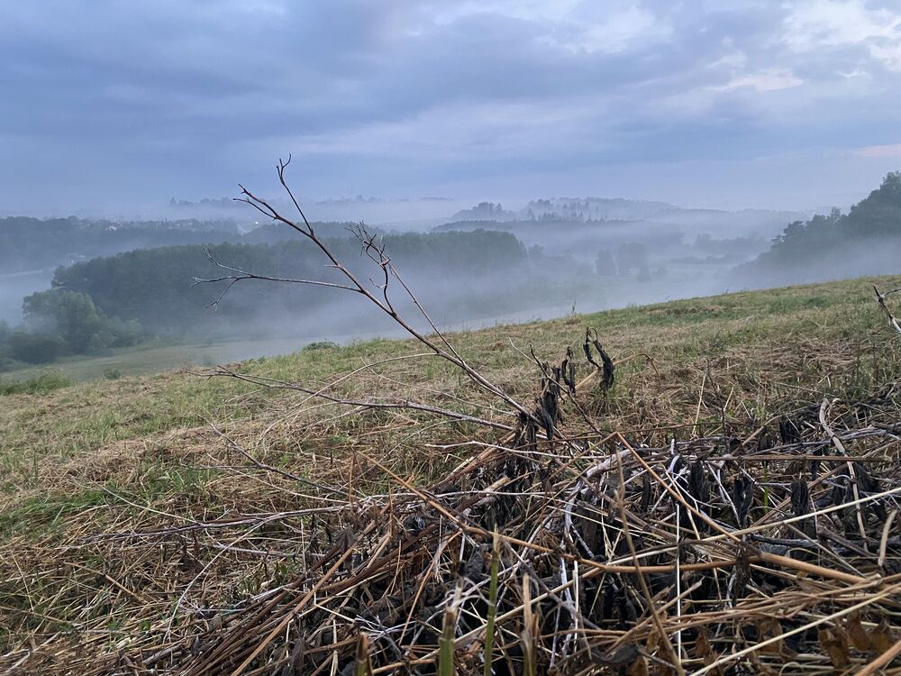 Foggy (8)