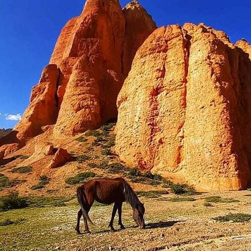Natural Mustang (6)