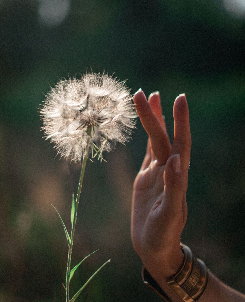 Одуванчик (4)