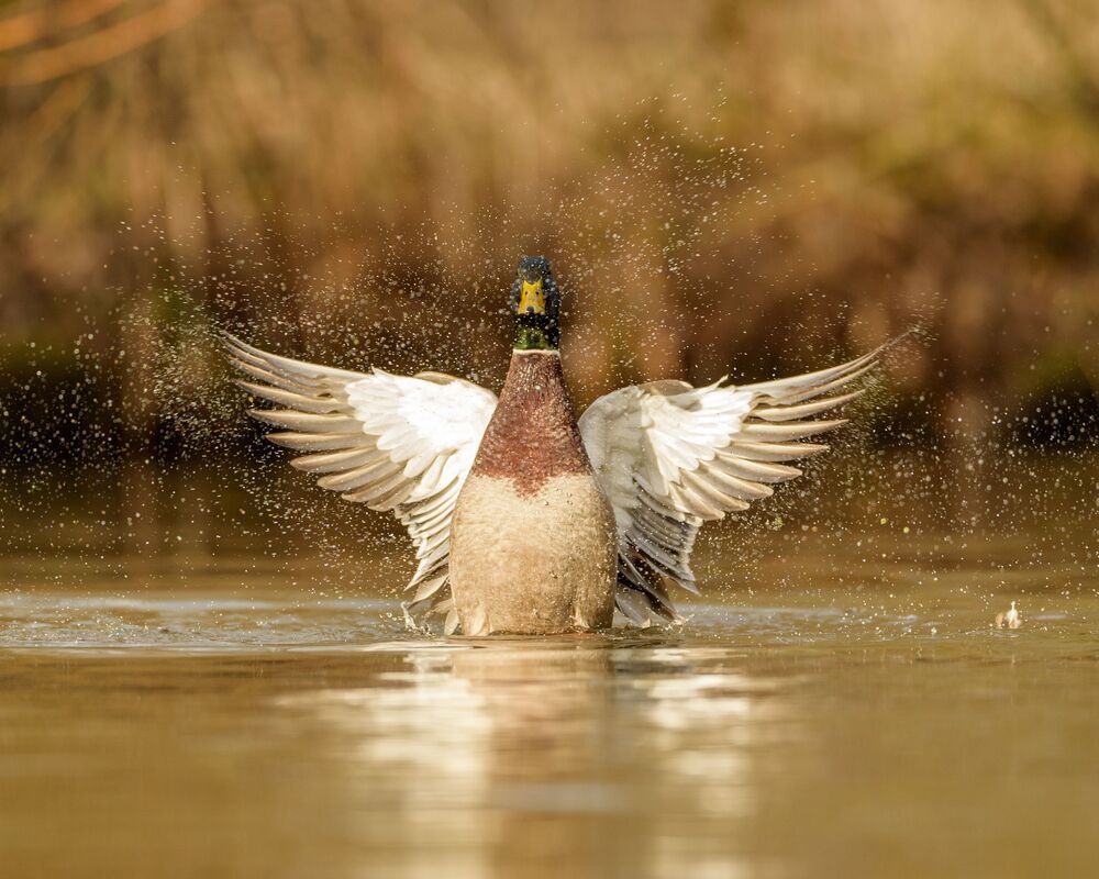 Mallard (2)