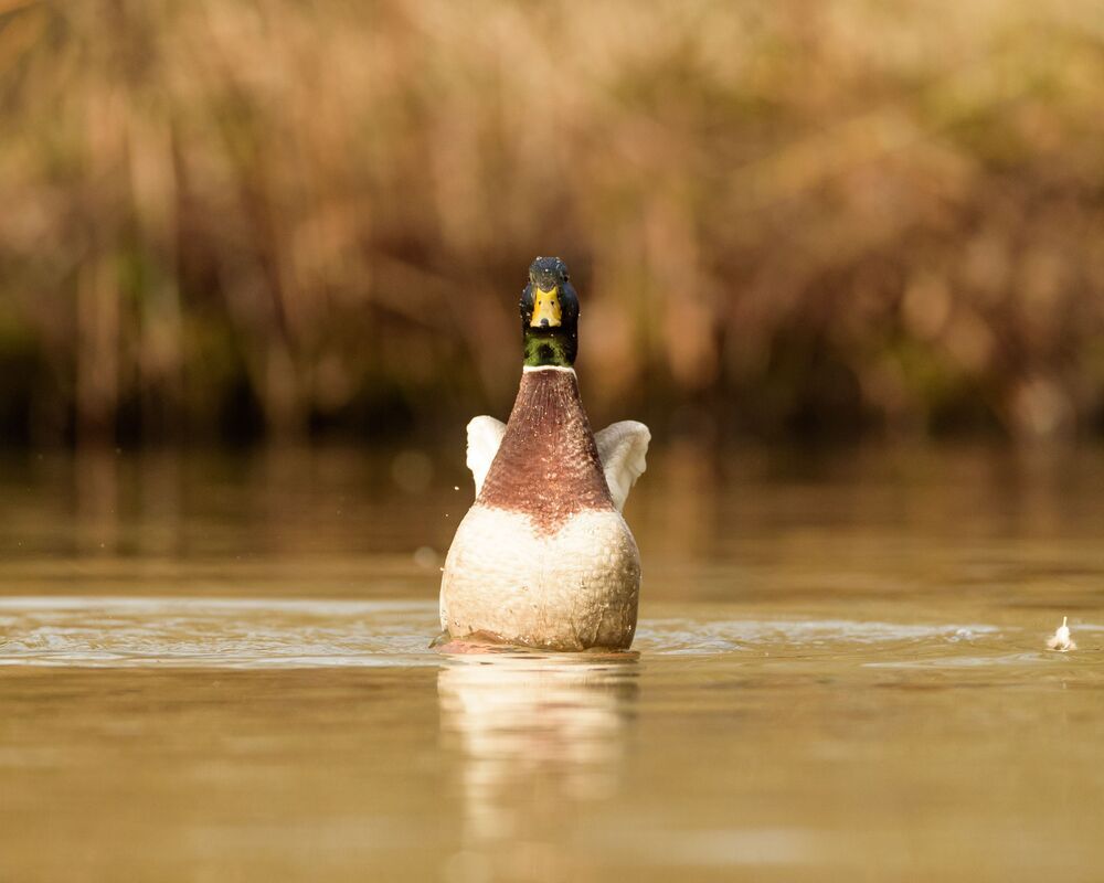 Mallard (3)