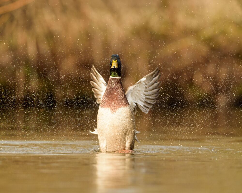Mallard (4)