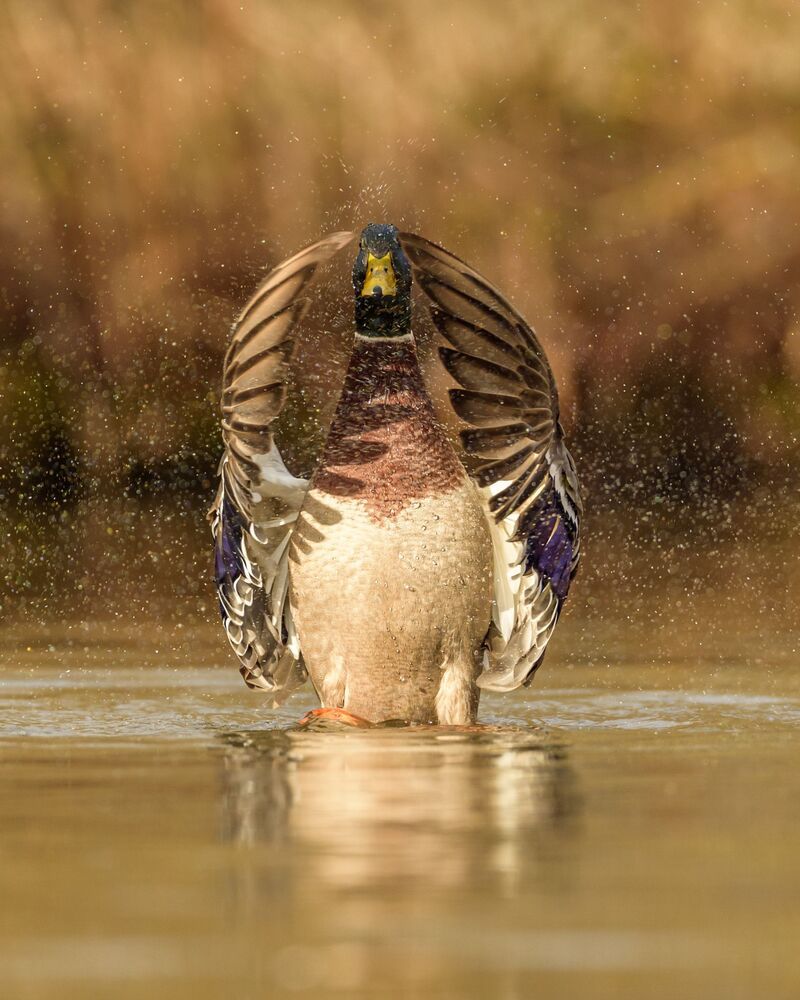 Mallard (5)