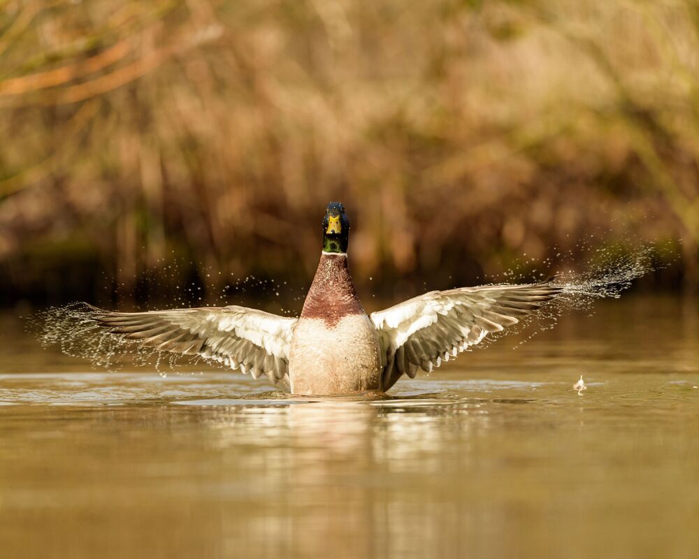 Mallard (6)