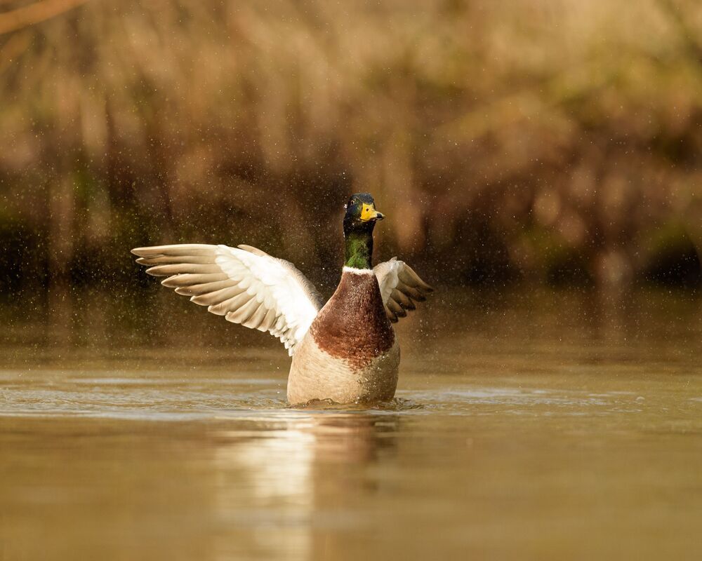 Mallard (7)