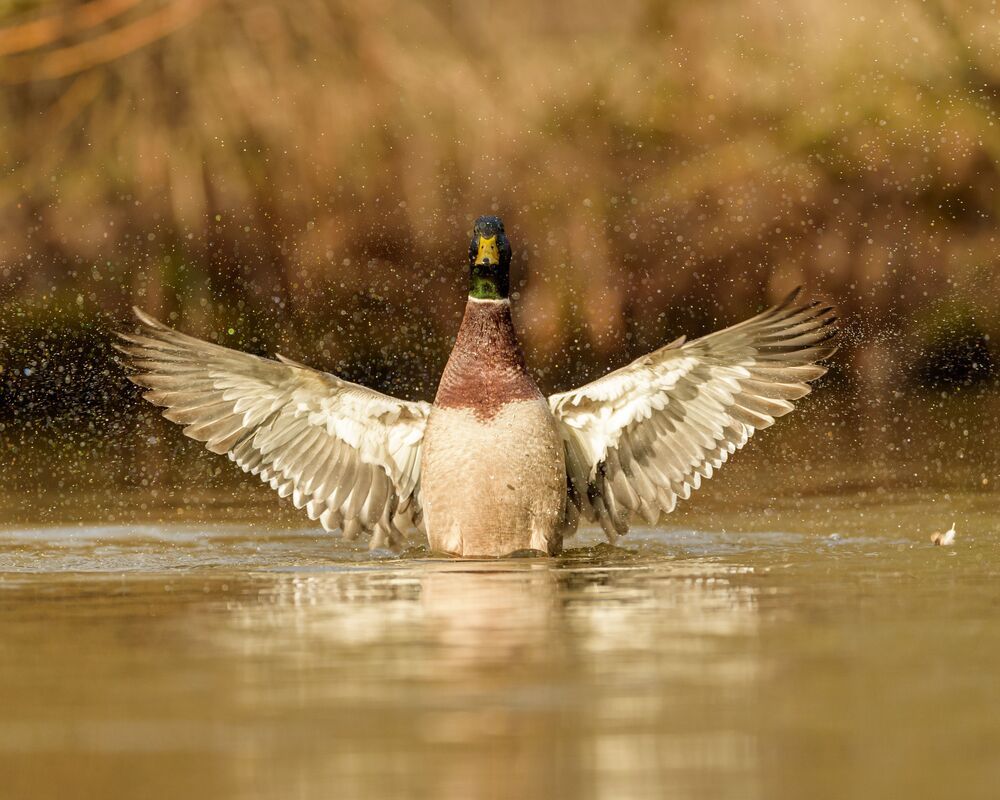 Mallard (8)