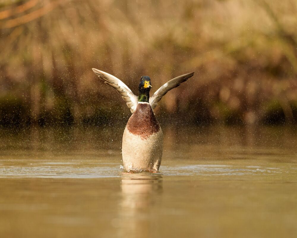 Mallard (9)