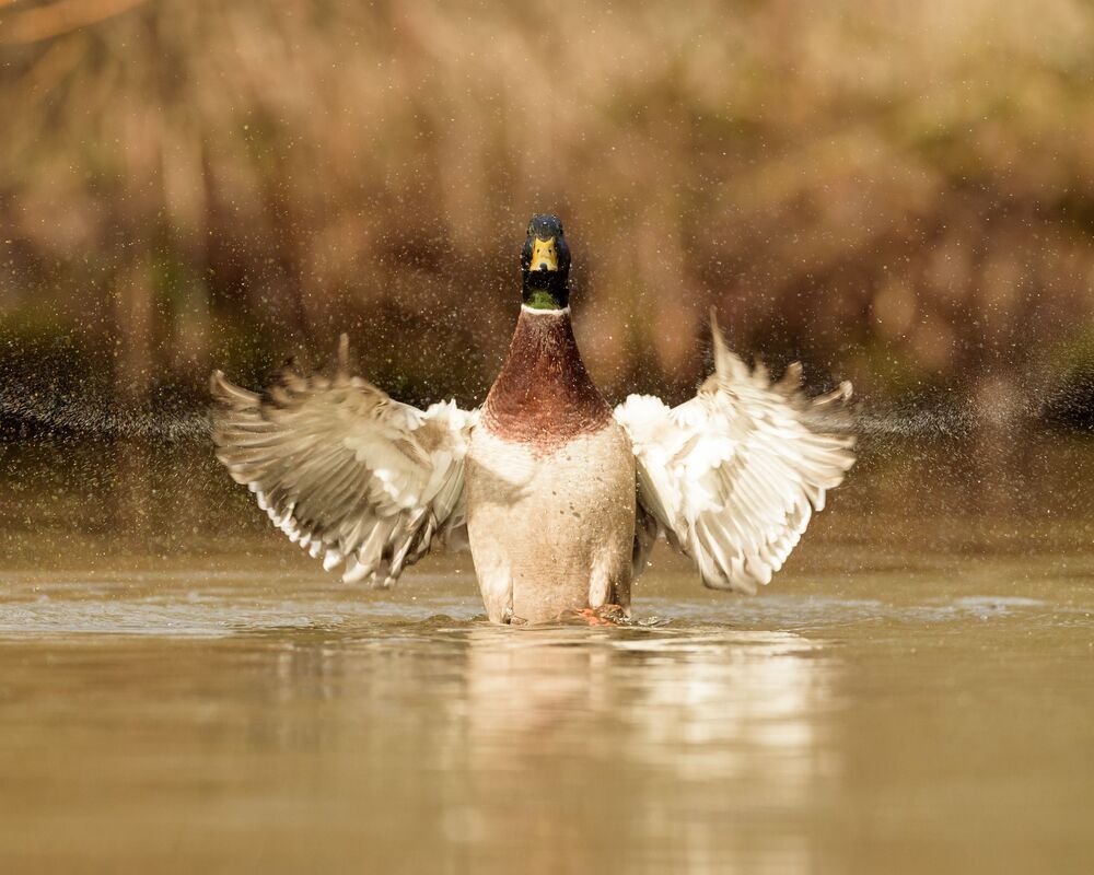 Mallard (10)