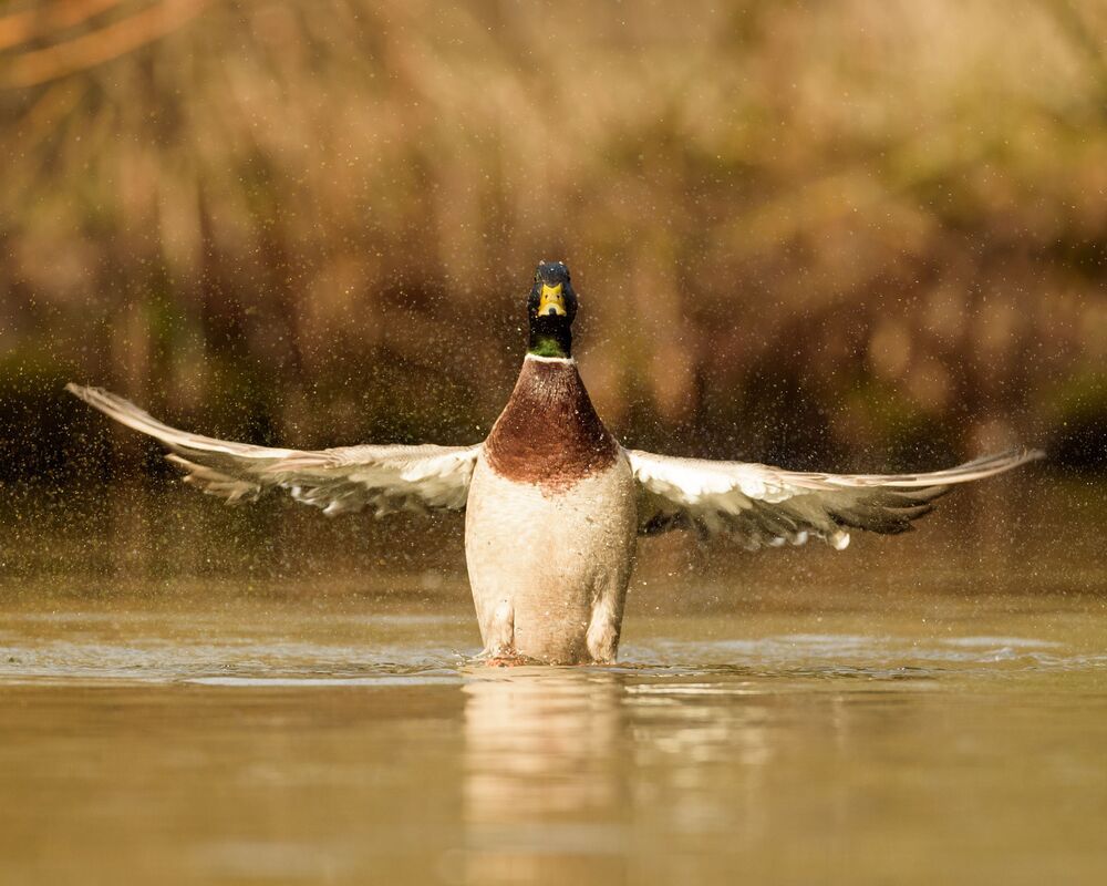 Mallard (11)