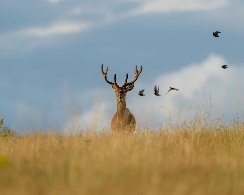 Red Deer (2)
