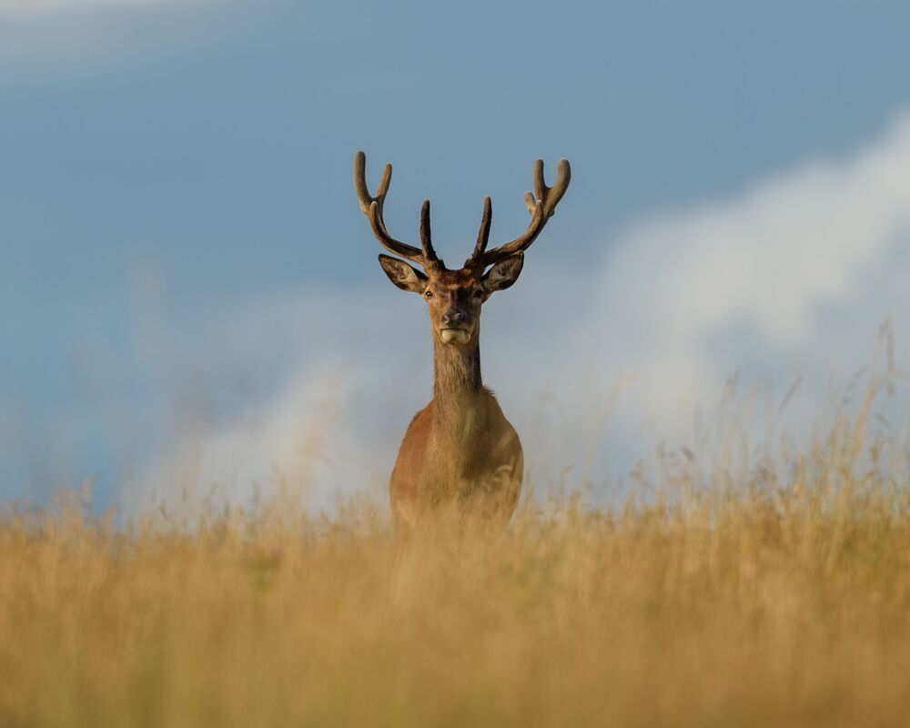 Red Deer (3)