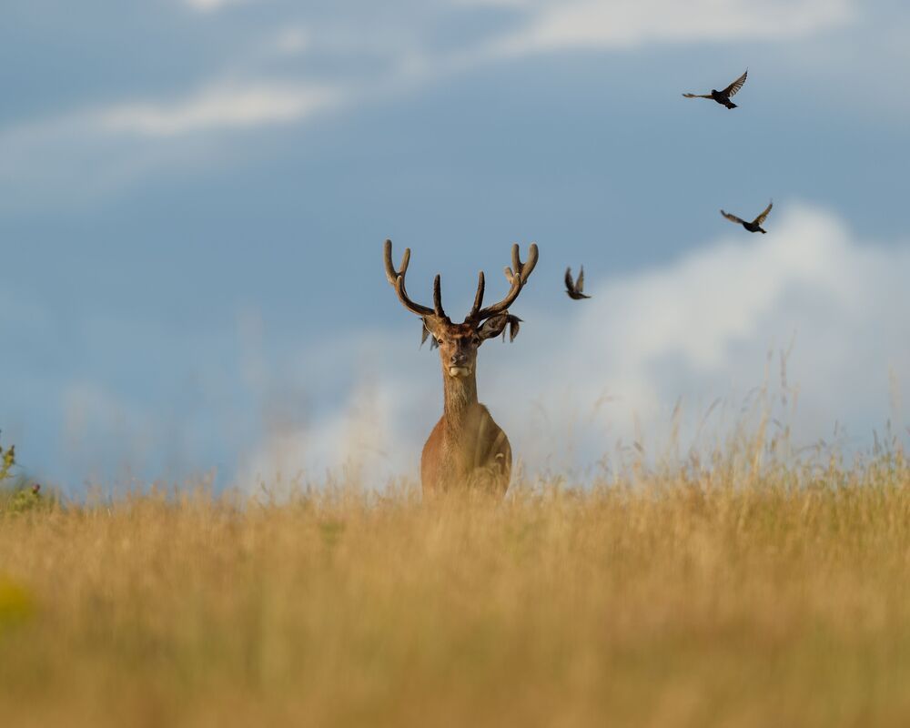 Red Deer (4)