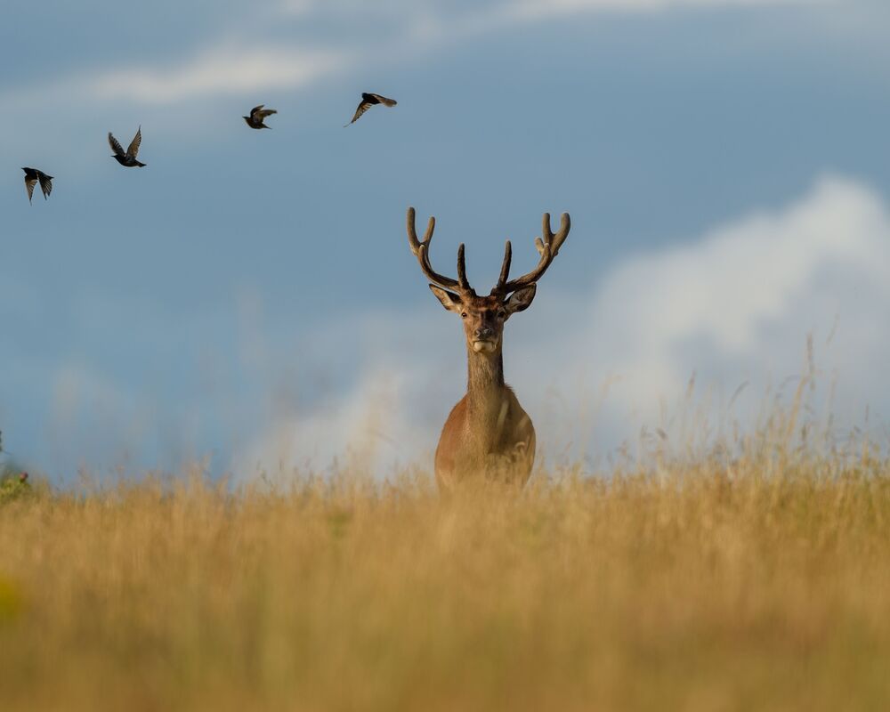 Red Deer (5)