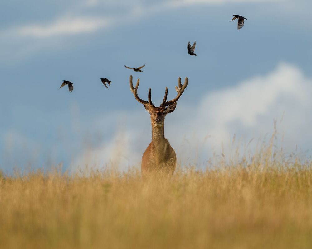 Red Deer (6)