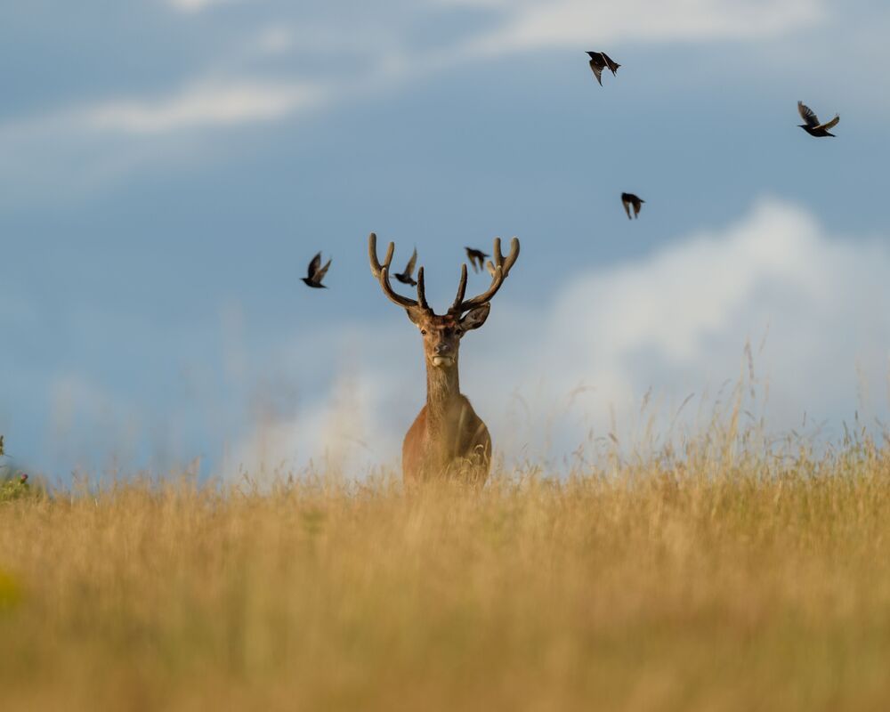 Red Deer (7)