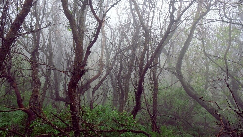 Reserve in the fog. Kazakhstan (3)