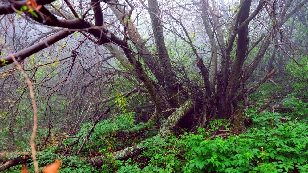 Reserve in the fog. Kazakhstan (4)