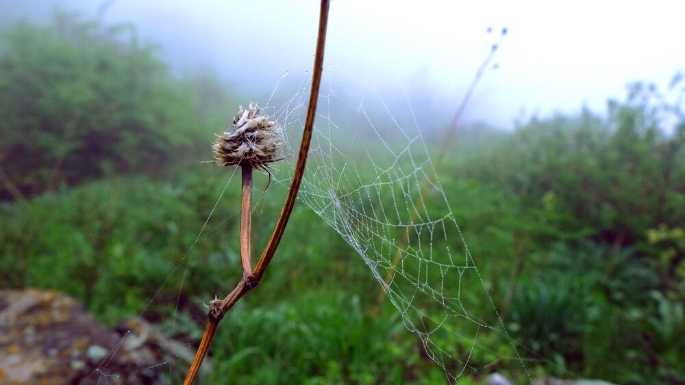 Reserve in the fog. Kazakhstan (6)